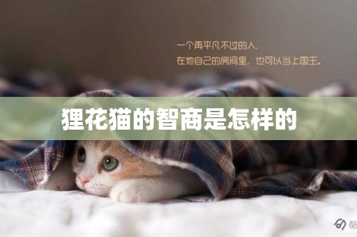 貍花貓的智商是怎樣的