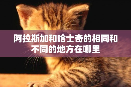 阿拉斯加和哈士奇的相同和不同的地方在哪里