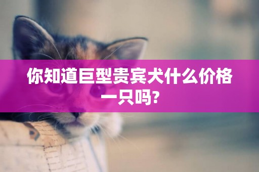 你知道巨型貴賓犬什么價格一只嗎?
