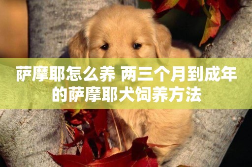 薩摩耶怎么養 兩三個月到成年的薩摩耶犬飼養方法