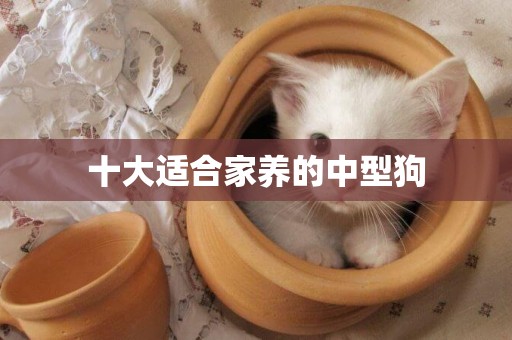 十大適合家養的中型狗