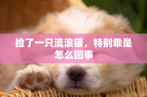 撿了一只流浪貓，特別乖是怎么回事