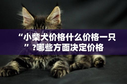 “小柴犬價格什么價格一只”?哪些方面決定價格