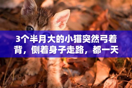 3個半月大的小貓突然弓著背，側著身子走路，都一天了，這是怎么