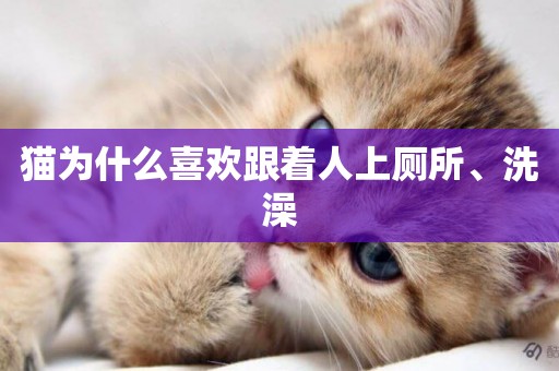 貓為什么喜歡跟著人上廁所、洗澡