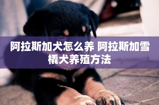 阿拉斯加犬怎么養 阿拉斯加雪橇犬養殖方法