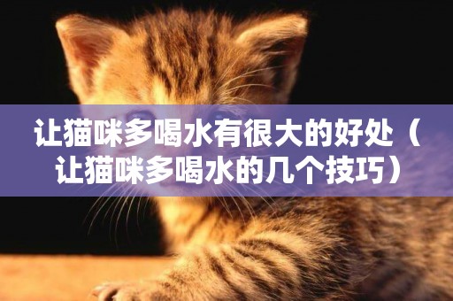 讓貓咪多喝水有很大的好處（讓貓咪多喝水的幾個技巧）