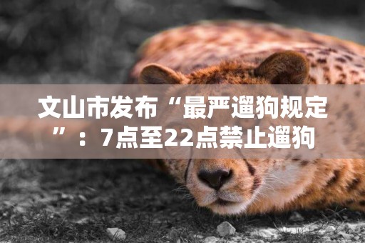 文山市發布“最嚴遛狗規定”：7點至22點禁止遛狗