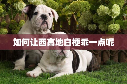 如何讓西高地白梗乖一點呢