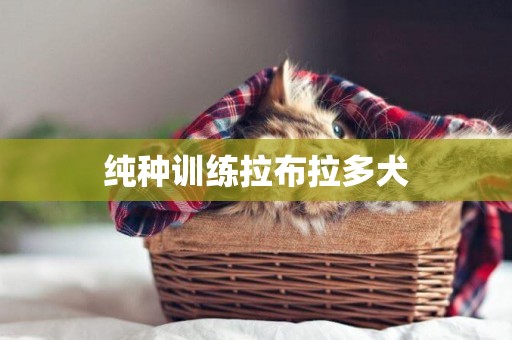 純種訓練拉布拉多犬