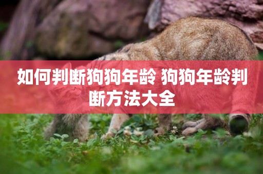 如何判斷狗狗年齡 狗狗年齡判斷方法大全
