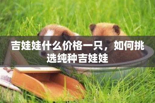 吉娃娃什么價格一只，如何挑選純種吉娃娃