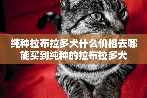 純種拉布拉多犬什么價格去哪能買到純種的拉布拉多犬