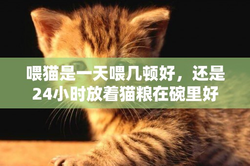 喂貓是一天喂幾頓好，還是24小時放著貓糧在碗里好