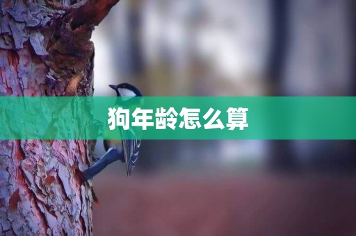 狗年齡怎么算