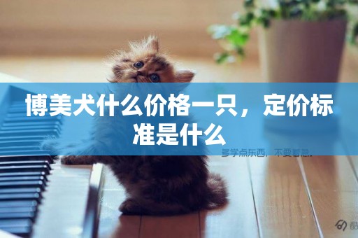 博美犬什么價格一只，定價標準是什么