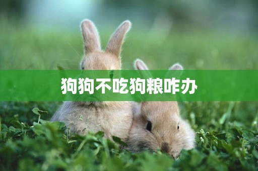 狗狗不吃狗糧咋辦