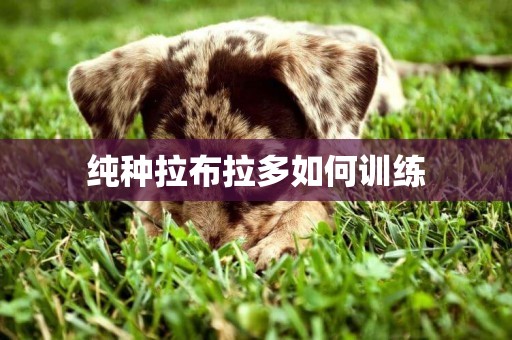 純種拉布拉多如何訓練
