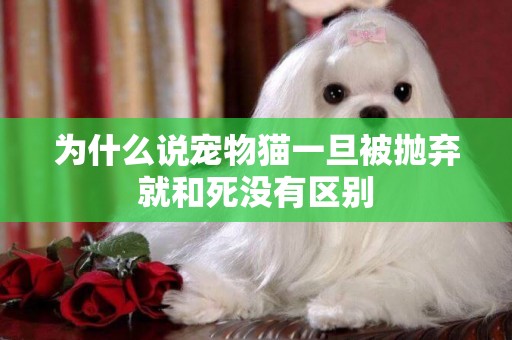 為什么說寵物貓一旦被拋棄就和死沒有區別