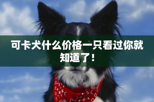 可卡犬什么價格一只看過你就知道了！