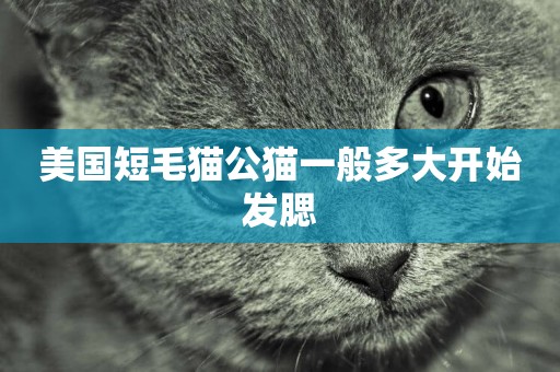 美國短毛貓公貓一般多大開始發腮