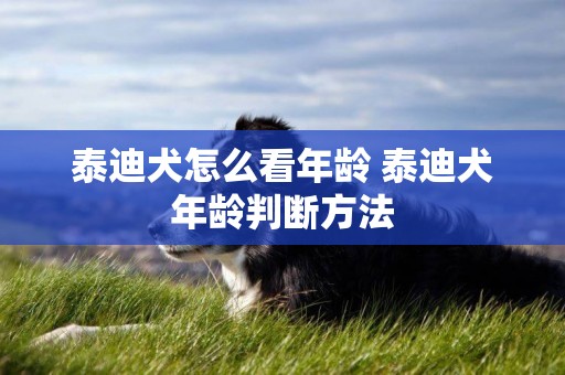 泰迪犬怎么看年齡 泰迪犬年齡判斷方法