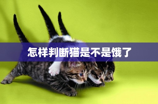 怎樣判斷貓是不是餓了