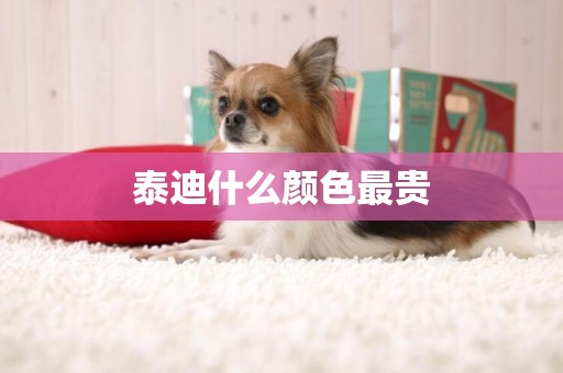 泰迪什么顏色最貴