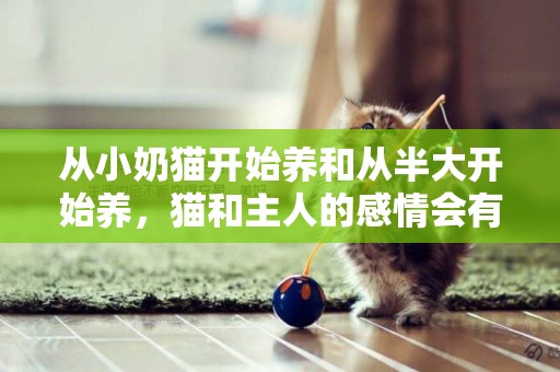 從小奶貓開始養和從半大開始養，貓和主人的感情會有區別嗎