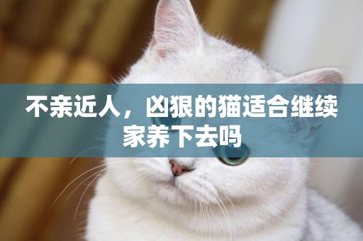 不親近人，兇狠的貓適合繼續家養下去嗎