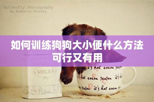 如何訓練狗狗大小便什么方法可行又有用