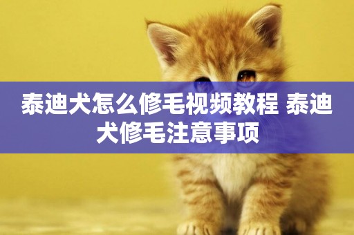 泰迪犬怎么修毛視頻教程 泰迪犬修毛注意事項