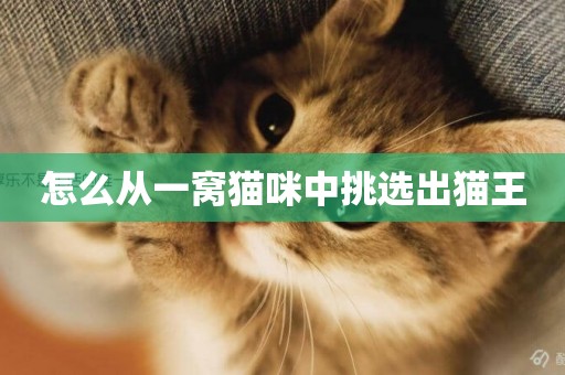 怎么從一窩貓咪中挑選出貓王