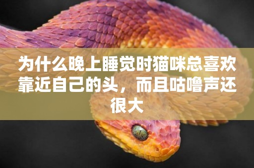 為什么晚上睡覺時貓咪總喜歡靠近自己的頭，而且咕嚕聲還很大