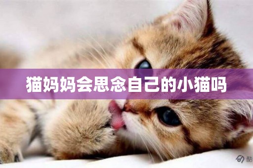 貓媽媽會思念自己的小貓嗎