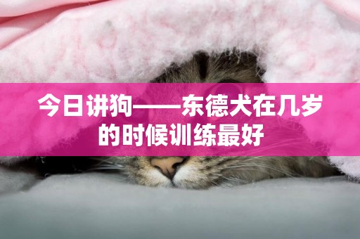 今日講狗——東德犬在幾歲的時候訓練最好