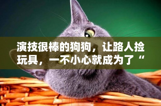 演技很棒的狗狗，讓路人撿玩具，一不小心就成為了“網紅”