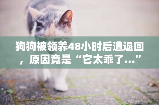 狗狗被領養48小時后遭退回，原因竟是“它太乖了…”