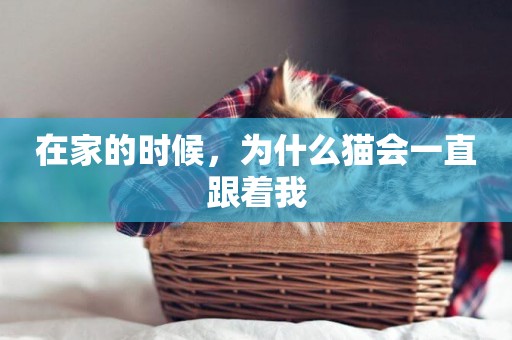 在家的時候，為什么貓會一直跟著我