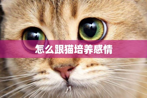 怎么跟貓培養感情