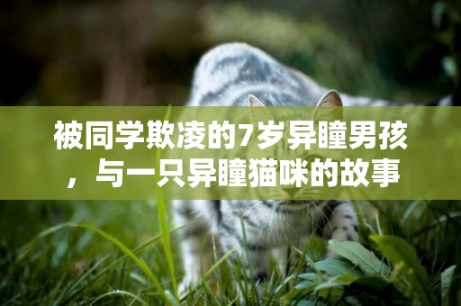 被同學欺凌的7歲異瞳男孩，與一只異瞳貓咪的故事