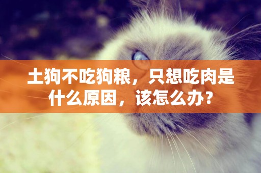 土狗不吃狗糧，只想吃肉是什么原因，該怎么辦？