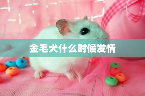 金毛犬什么時候發情