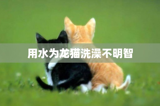 用水為龍貓洗澡不明智