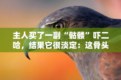 主人買了一副“骷髏”嚇二哈，結果它很淡定：這骨頭能吃嗎？