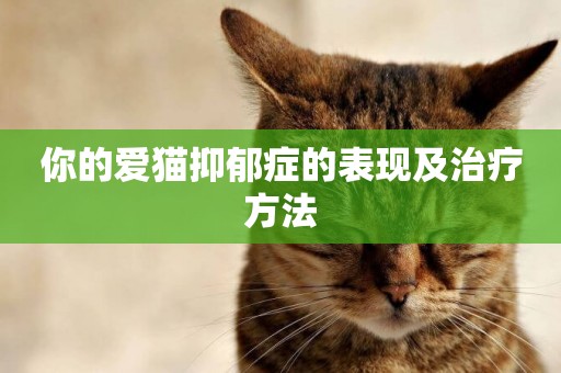 你的愛貓抑郁癥的表現及治療方法