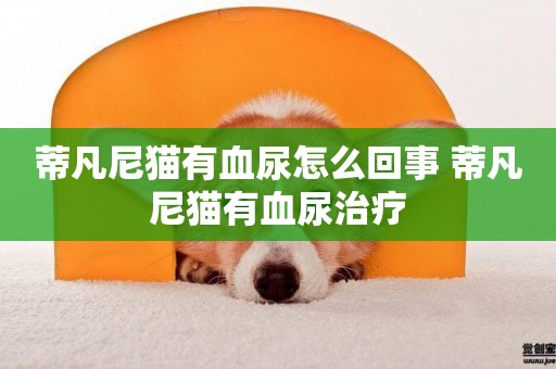 蒂凡尼貓有血尿怎么回事 蒂凡尼貓有血尿治療