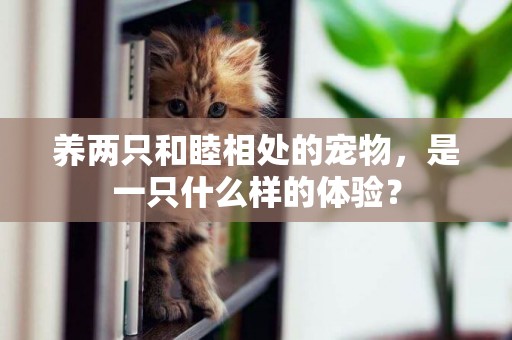 養兩只和睦相處的寵物，是一只什么樣的體驗？