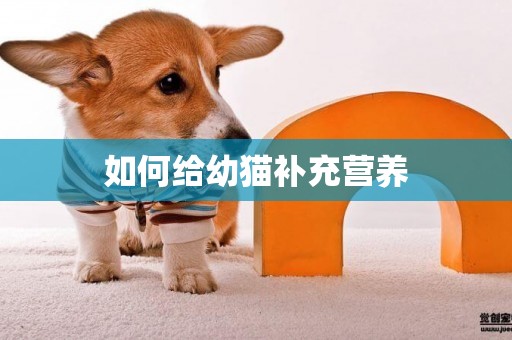 如何給幼貓補充營養