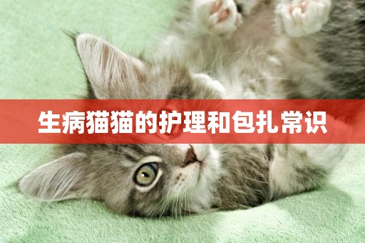 生病貓貓的護理和包扎常識